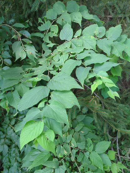A tree or shrub with toothed, heart-shaped leaves.