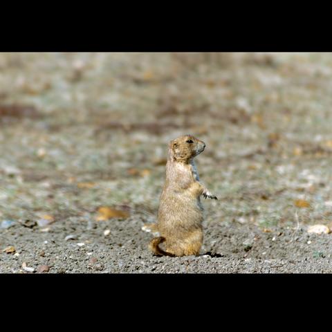 Photo of a prairie dog in the Grasslands national park, Saskatchewan , Canada