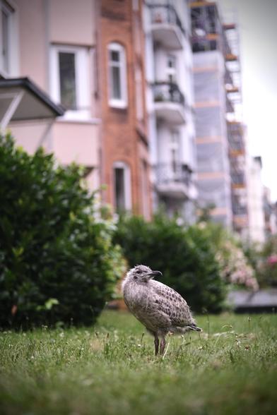 Foto mit dem vom Regen verzottelten Möwenlüken.