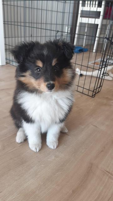 A tiny tricolour sheltie puppy sitting and looking off the camera. She has two dots above her eyes that look like eyebrows and give her a very serious expression.