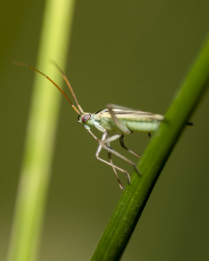 Grass bug on a stem