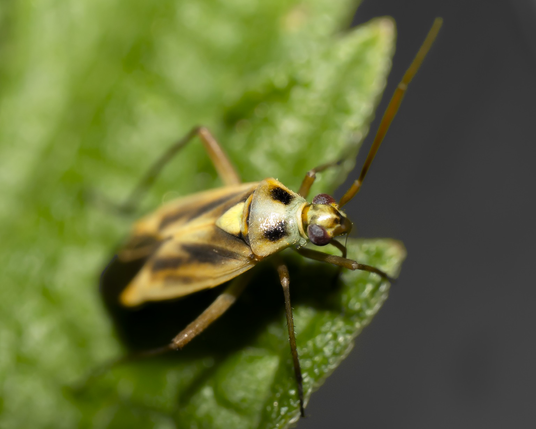 Grass bug on a leaf