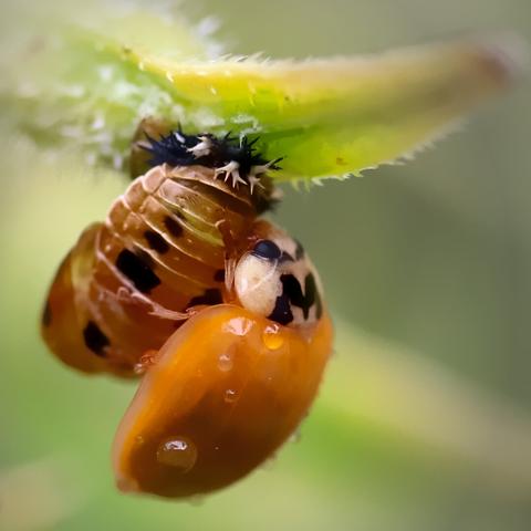 The ladybug, still without its dots, is sitting on its former pupa. Some of the larva's spikes are still visible where the pupa was attached to the plant.