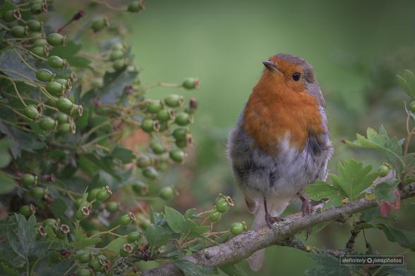 a small brown and orange bird perched on a branch