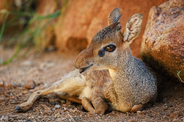 A photo of a male Kirk's dik-dik (Madoqua kirkii), a very small brown antelope with short straight horns, lying in rocky dirt next to large reddish granite rocks with the tip of its dark purple tongue sticking out, facing to the left of frame.