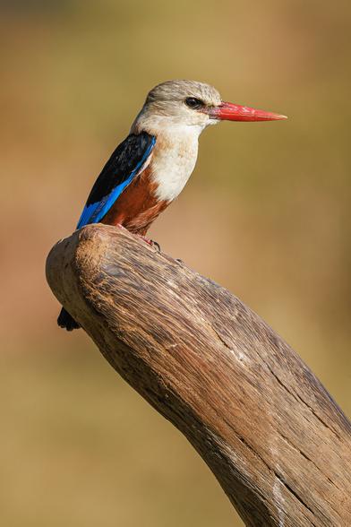 A photo of a grey-headed kingfisher (Halcyon leucocephala) perched on a very weathered, rounded tree stump facing to the right with a blurred tan and olive green background. It is a small bird with a large pale gray head and chest, long bright red-orange beak, black and blue wings, blue tail, and chestnut brown underside. Unusually amongst kingfishers, it is not aquatic.