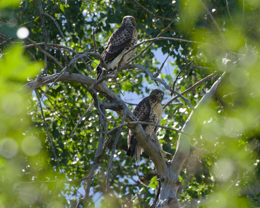 Two juvenile red-tailed hawks perched very close to each other on a dead tree branch, viewed through a halo of blurry leaves in the foreground.  The hawk further up is looking behind them to stare directly at the camera, and the lower hawk that's facing towards the camera is looking off to the side, with their left talon stretched out in front of them sillily