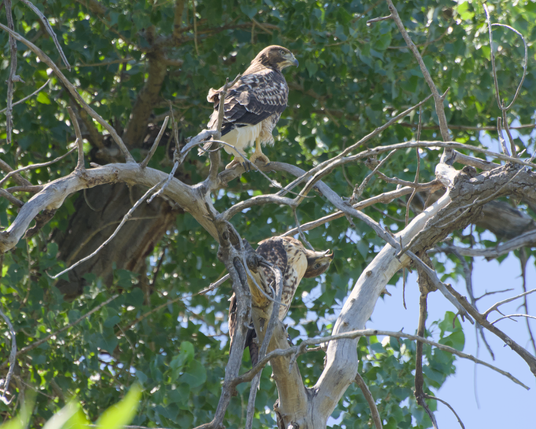 The pair of juveniles together still.  The upper one is looking off to the side while perched strangely, gripping the tree between two of their forward-facing toes instead of grabbing around the branch like normal.  The lower one is in the same position but with both talons perched, while they have their head twisted all the way upside down with their beak open to look at something, and they are extremely silly-looking