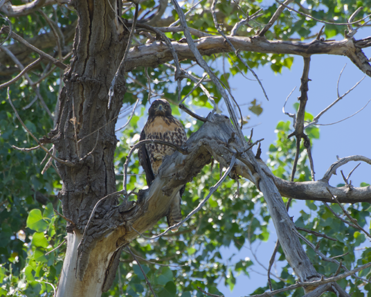 A juvenile red-tailed hawk perched on a dead tree branch near the tree trunk, with their left talon lifted up to their chest and staring directly at the camera
