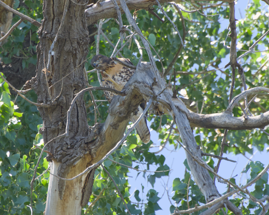 The previous juvenile using their talon to scratch their chin while they have their eyes closed