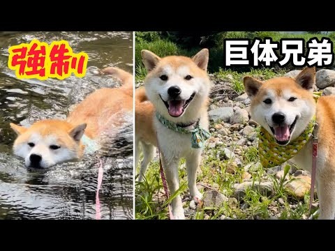 強制的に泳がされた柴犬が泳ぎが楽しくて川から上がってこないのよ…