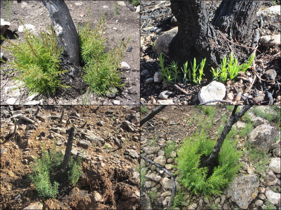 Juniperus osycendrus resprouting from a lignotuber after fire