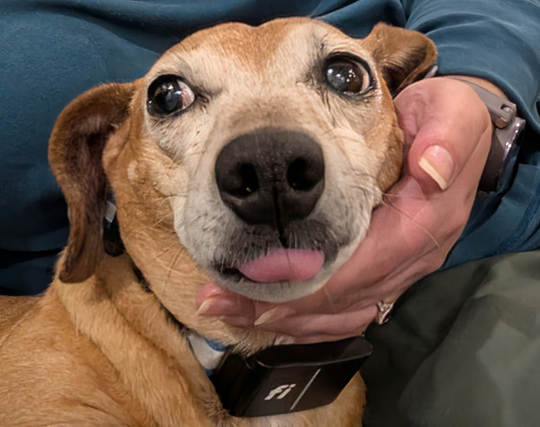 a white woman's hand is holding up the head of a dachshund-mix, whose tongue is out in a huge blep.