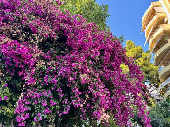 my floros street