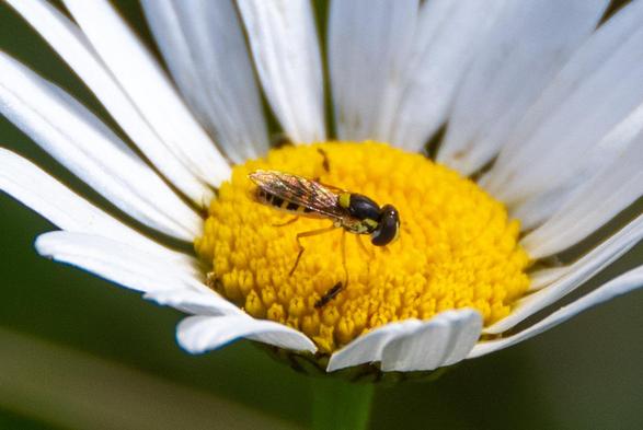 A small hoverfly rests on the golden yellow disc flowers of a daisy, surrounded by the long white ray flowers. The fly is black and yellow overall, with big black eyes, a black thorax with spots of yellow on the sides, and a black and yellow striped abdomen.
