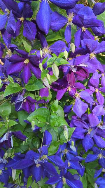 A green vine with flowers ranging from deep blue and purple to magenta.