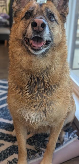 A German Shepherd dog patiently waiting for a treat post bath. The fur has a damp, towel dried look.