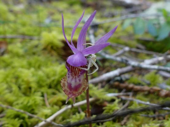 But the flower has a mustache!

A Calypso orchid, "fairy slipper", which looks like a purple head with a huge grin of red and white and a spotty beard, plus wild hair sticking way up in back in purple. A white spider crawls on it, edging around toward the back. Previously, it was stretching two much longer pairs of frontwards legs out like a mustache, but it got scared of the camera. Background of green moss and sticks.