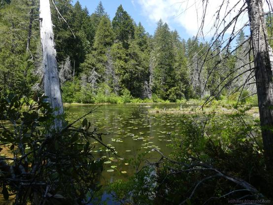 Red Mountain Lake.

Tree trunks bracket a look out upon shallow water with a scattering of pond lily leaves. The far side is a wall of green conifers. A touch of sky has a touch of cloud centered in it.