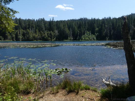 Fish Lake.

An expanse of water, apparently split horizontally by reeds and other marsh growths, is roughened by a gentle wind. On the far side, everything is green from the conifers. Nearby, there's brown dirt with a thin bit of reeds to the water, then pond lily leaves for a short way out.