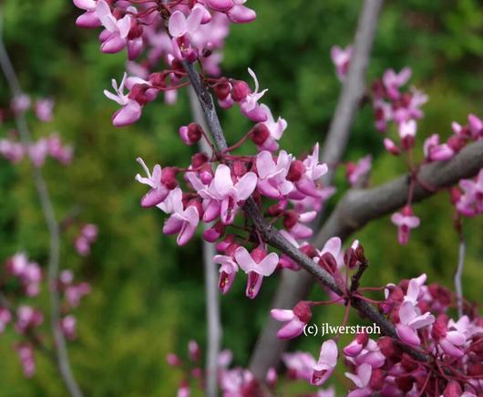 Flower Photography: "A day of Smelling Flowers -  Macro shot of a  Redbud Flower