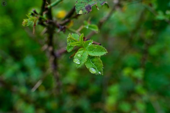 Raindrops on bramble leaf
