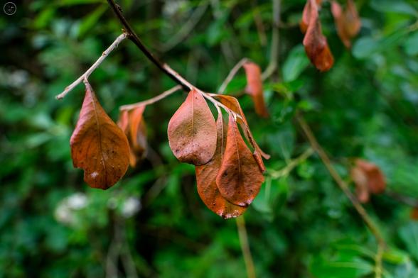 Dead leaves contrasting with green backdrop