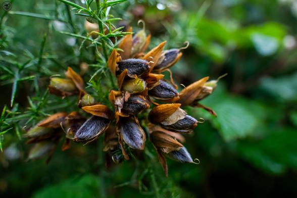 Seed pods on gorse bush