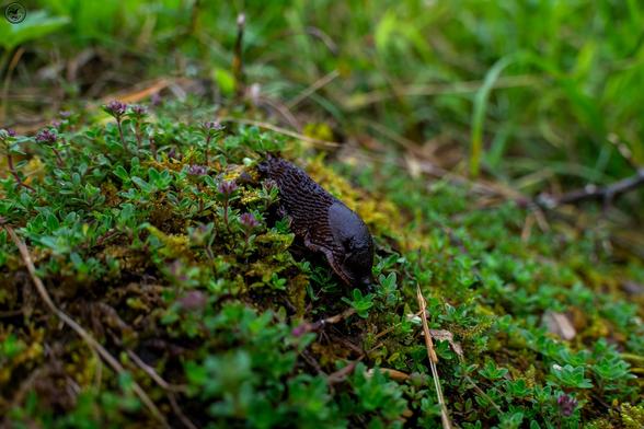 black slug on forest floor