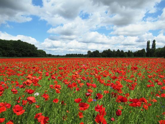 Eine ganze Wiese mit blühendem Mohn, darüber blauer Himmel mit weißen Wolken, Bäume im Hintergrund