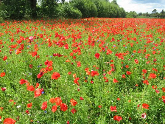 Eine ganze Wiese mit blühendem Mohn, darüber ein wenig blauer Himmel mit weißen Wolken, Bäume und Büsche im Hintergrund