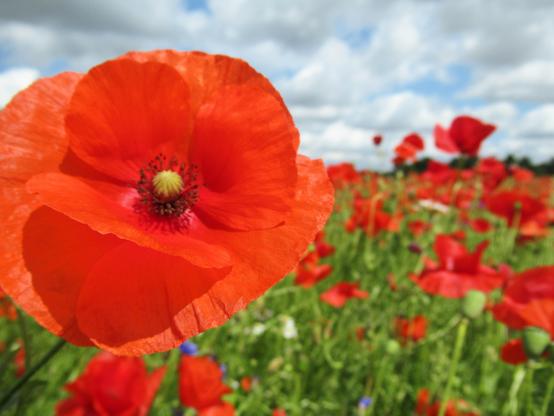 Eine ganze Wiese mit blühendem Mohn, eine Blüte im Vordergrund darüber ein wenig blauer Himmel mit weißen Wolken