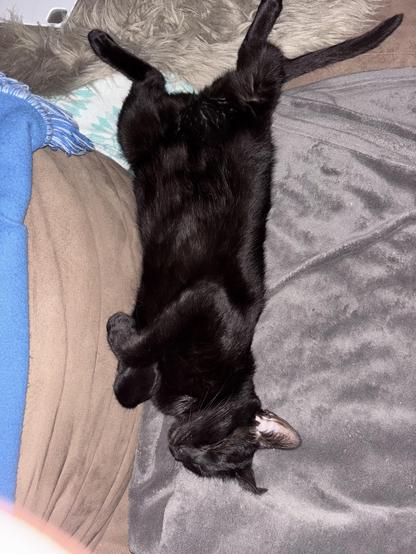 A large black cat, sprawled on her back and exposing her tummy