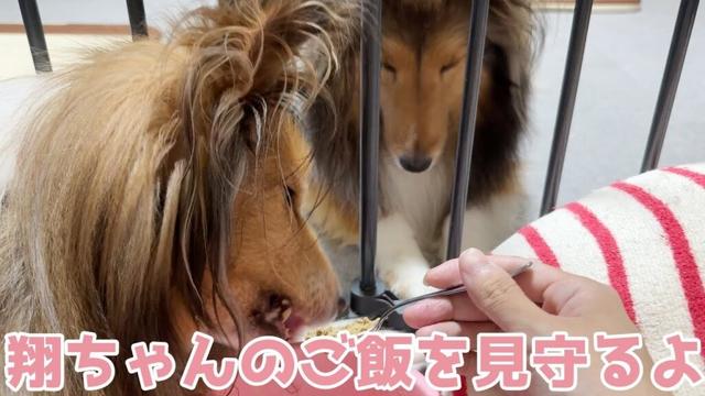 【シェルティ】翔ちゃんのご飯見守るよ🍚【がんばれ～】