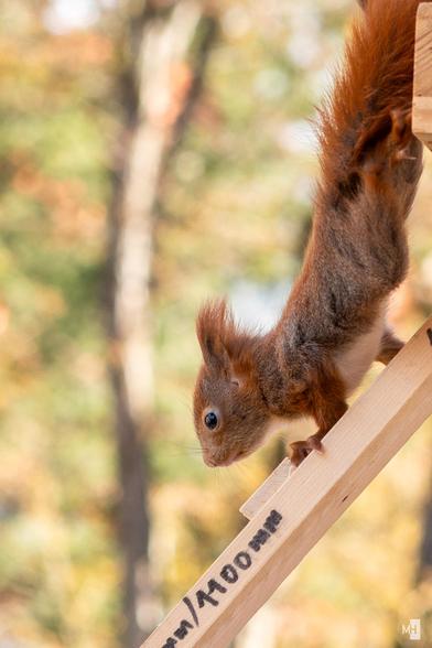 Ein kleines Eichhörnchen klettert auf einer Holzleiter nach unten.