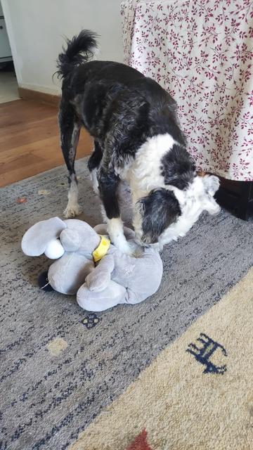 Mellie starting to chew the ears of the stuffed elephant toy