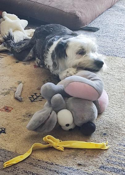 the ribbon is ripped and Mellie is now busty chewing the leg