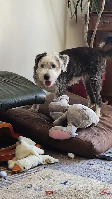happy Mellie after the first round of humping the new toy