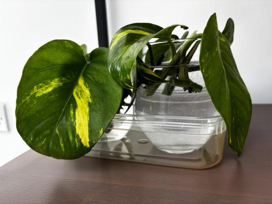 Another view showing the vines with nodes in the water. The leaves are hanging over the sides of the glass.