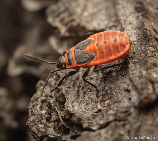 A firebug.