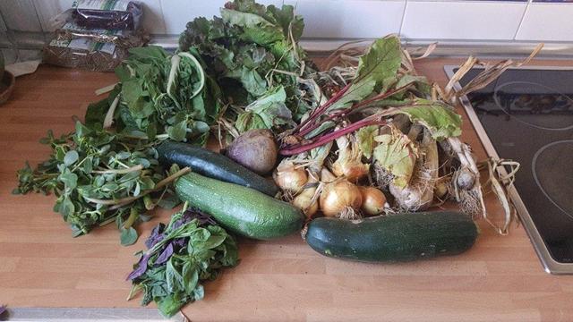 Contenido de la cesta de la semana sobre una encimera se cocina.
En muy primer plano hay unas hojas de albahaca verde y morada. Detrás u os calabacines. Y sobre el de la derecha, cebollas y ajos.
Tras los del centro, una remolacha. y más allá, lechugas y acelgas.
A la izquierda de todo, unas verdolagas.