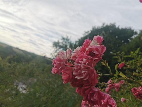 Hellrosa Buschrose im Vordergrund vor Wiesen und Bäumen im Hintergrund