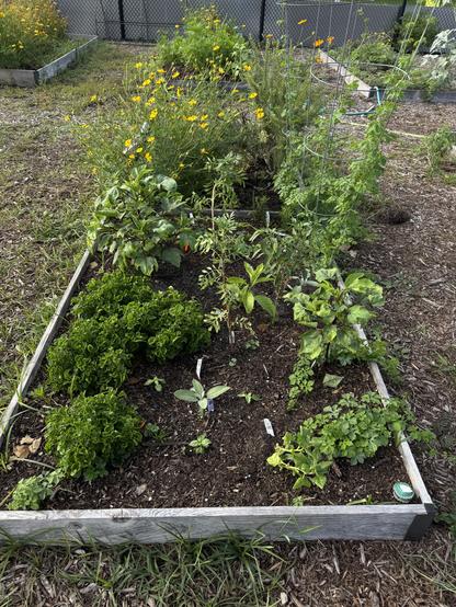 From top to bottom:
1. Coreopsis (Florida native)
2. Bitter melon vines
3. Roselle- Caribbean Sorrel
4. Rue
5. Milkweed (Florida native) 
6. African Marigold
7. Sage
8. Thai chillies
9. Mexican Mint
10. Longevity spinach
11. New Zealand spinach