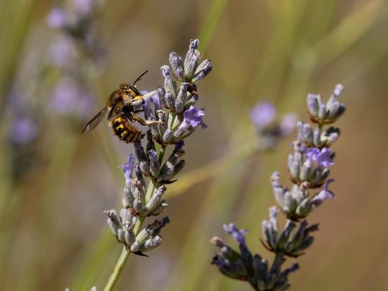 Une abeille cotonnière (insecte avec une tête et un thorax d'abeille "classique" et un abdomen proche de la guêpe) sur des fleurs de lavande