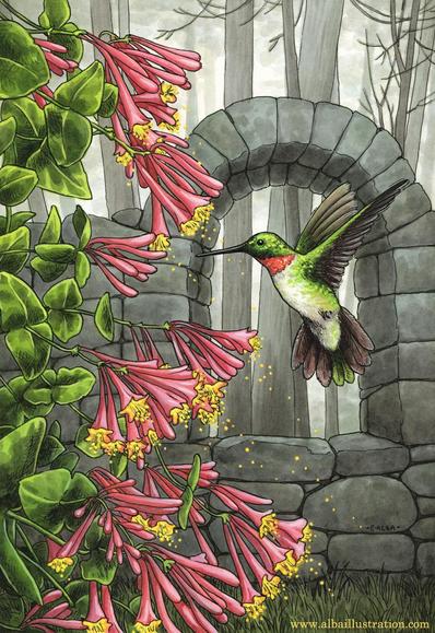 Ink, watercolor, and acryla gouache illustration of a hummingbird flying and feeding from honeysuckle plants, with gray ruins and trees in the background.