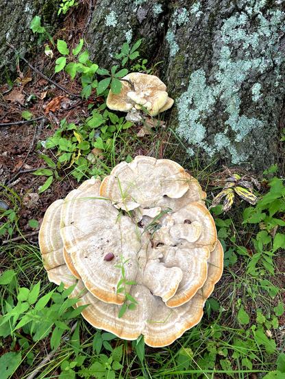 The image features large fungi growing at the base of a tree, surrounded by green grass and small plants. The fungi have a beige color with orange edges and a layered appearance.