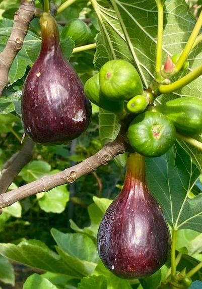 Close-up of several figs growing on a branch of a fig tree. Two ripe figs, colored dark purple, hang prominently from the branch. Several unripe figs, smaller and bright green, are clustered nearby. Bright green fig leaves provide a backdrop. The branch is light brown and textures.