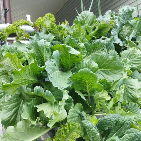 Dense lushes of cabbages in PVC pipes