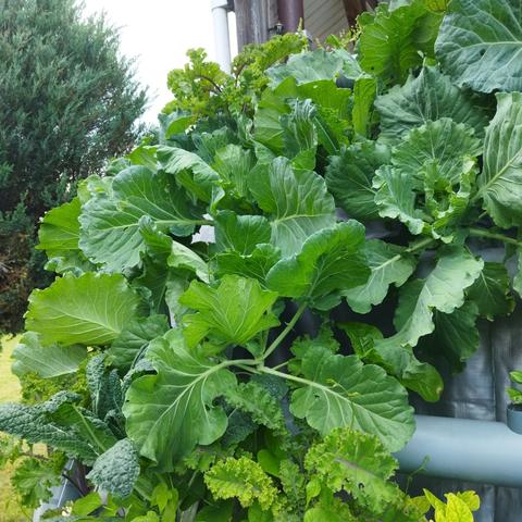 Lushes of cabbages in pipes from another perspective