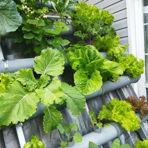 Heavy lettuces, kale and beans plants in vertical garden